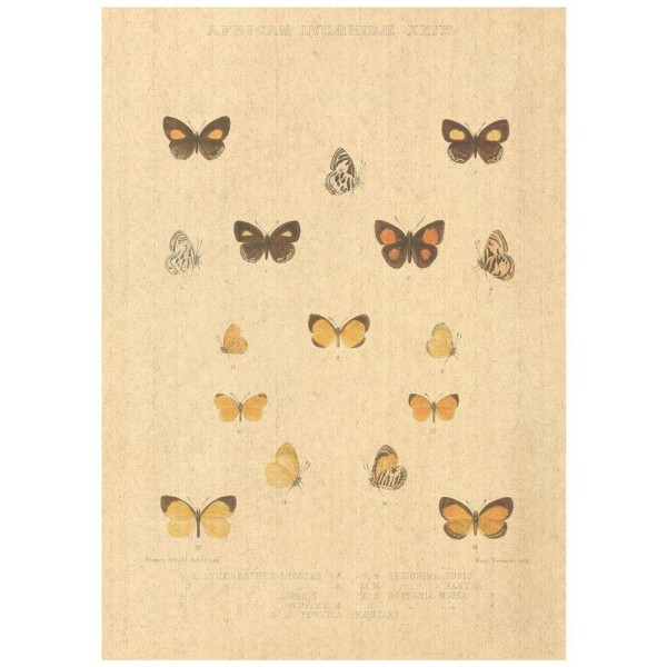 Flax Art Poster | Encyclopedia Butterfly C | FWP-AP-EN2C